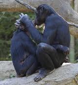 Bonobo